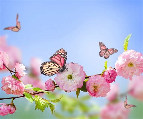 Butterfly Nature Flowers Pink Flowers Blossoms