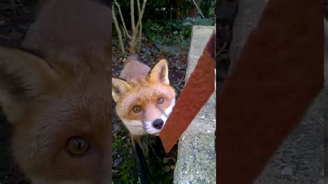Feeding One Of Our Garden Foxes Youtube