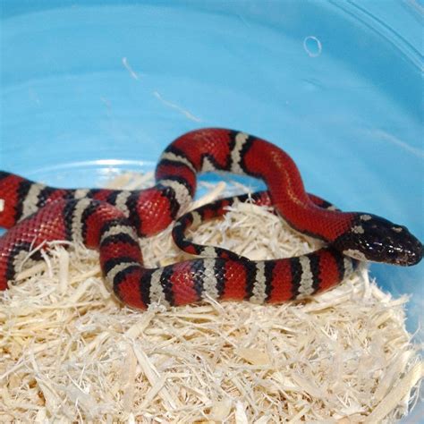 Ruthvens King Snake Baby