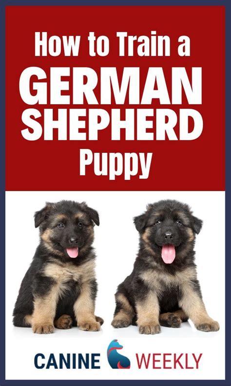 How To Train A German Shepherd Puppy German Shepherd Puppies