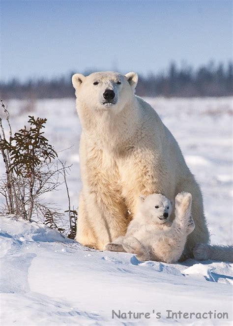 Set Of Quantity 5 Polar Bear Mom And Cub Photo Card