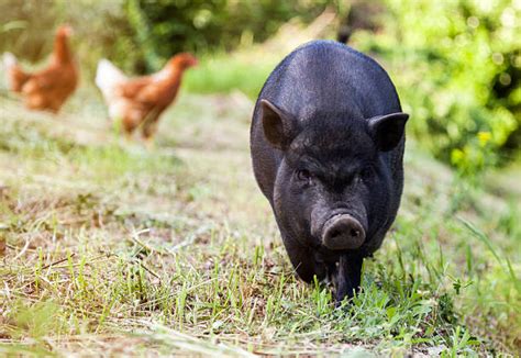 Black Pig Stock Photos Pictures And Royalty Free Images Istock