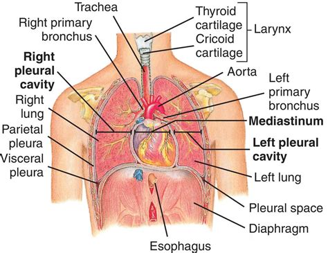 Early detection of infected areas of chest and diseases can save lives of many. Understanding The Human (Chest) Thorax | Health Life Media