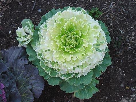 Plantfiles Pictures Flowering Cabbage Ornamental Kale Brassica