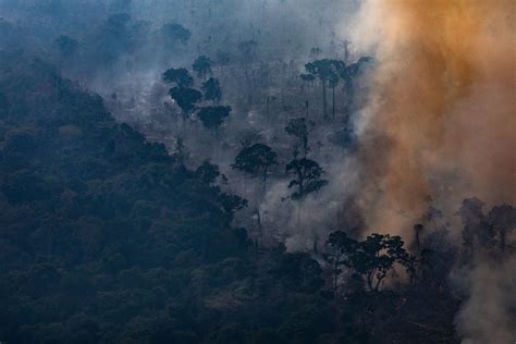 Cómo Salvar La Amazonía Sin Ser Condescendientes Con Brasil The New