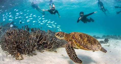 protect ningaloo australian marine conservation society