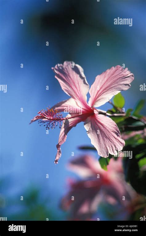 Perfect Pink Hibiscus Flower Huahine Stock Photo Alamy