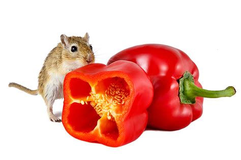 First of all, the size of the kibble or meat chunks is likely to vary; What Human Food Can Gerbils Eat? | Gerbil Food | Gerbils ...