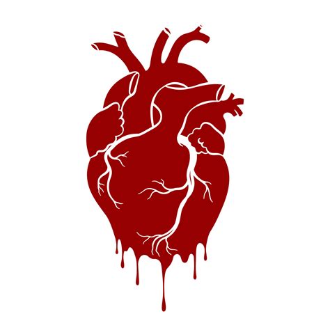 Human Heart Anatomical Realistic Dripping Heart Line Art Vector