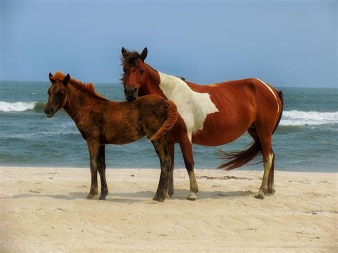 Wild Horses Of Assateague Island Photograph By Mountain Dreams