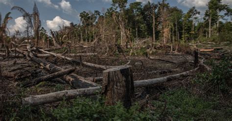 Brasil busca delegar la conservación de la Amazonía pero no atrae mucho interés The New York