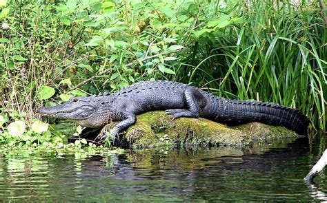 Alligator Everglades Holiday Park