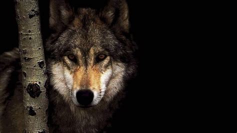 Hd Wolf Wallpapers Top Free Hd Wolf Backgrounds Wallpaperaccess