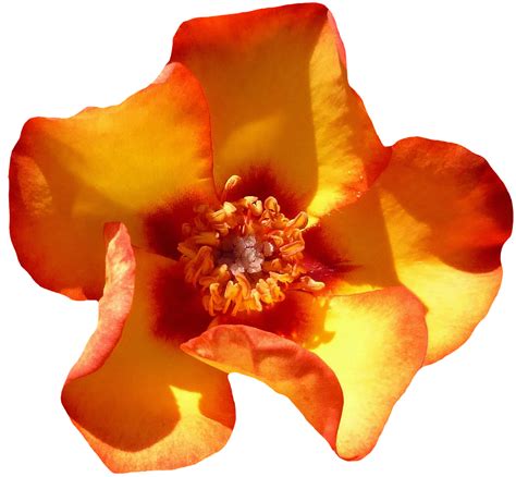 Rose Orange Blüte Kostenloses Foto Auf Pixabay Pixabay