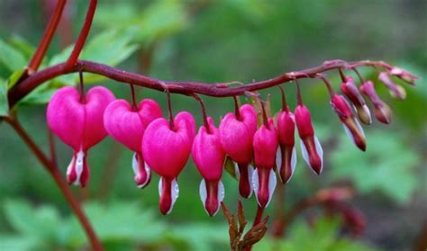 Top 10 Strangest Flower Names Red Letter Days Blog Red