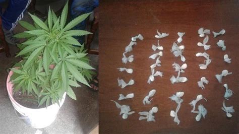 Le Encontraron Una Planta De Marihuana Cuando Lo Buscaban Por Otra