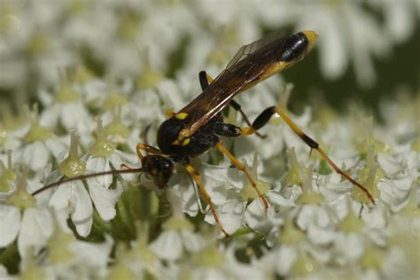 Ichneumon Wasp Croxteth Country Park © Mike Pennington Cc By Sa20