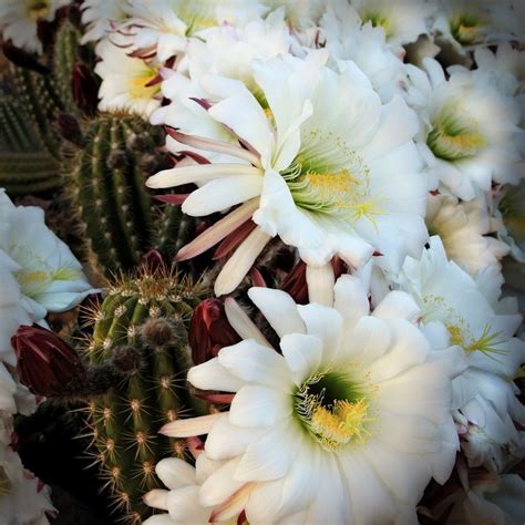 Easter Lily Cacti Kay Lynn Reilly Photography