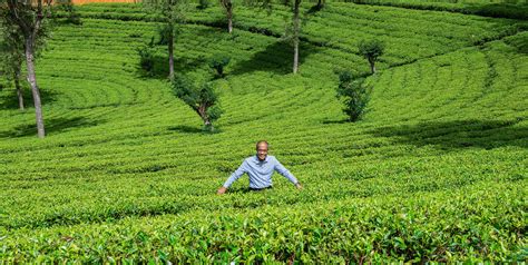 Leading Tea Exporters In Sri Lanka Black Tea Exports