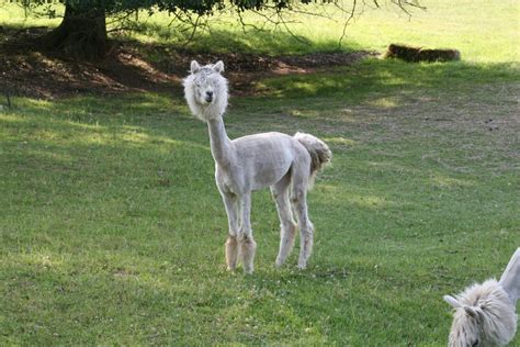 Miniature Llamasalpacas Tanglewood Farm Miniatures