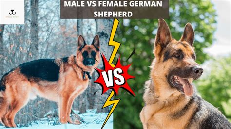 Male Vs Female German Shepherd What Are The Differences