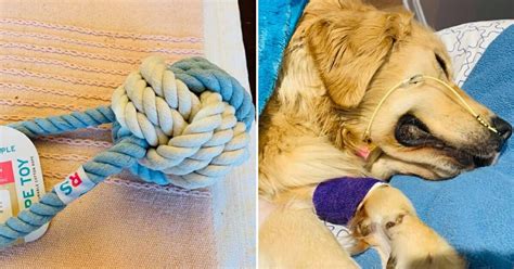 Heartbroken Owner Shared Warning About Rope Toys After Her Golden