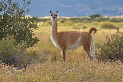 Guanaco Facts History Useful Information And Amazing Pictures