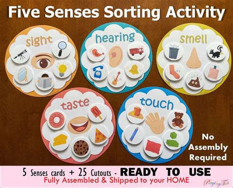 Five Senses Sorting Activity Fully Assembled Learn 5 Senses Etsy