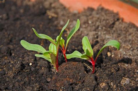 Swiss Chard Seed Starting Tips