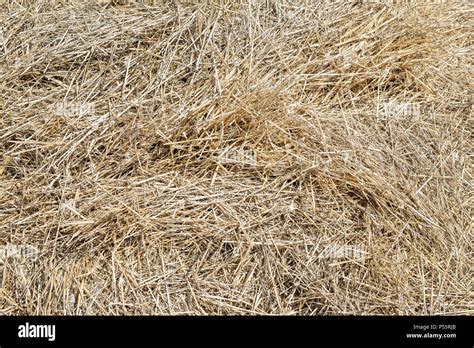 Close Up Dry Yellow Hay Texture Natural Straw Background Summer Rural