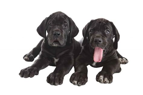 Find great dane puppies and breeders in your area and helpful great dane information. Average Cost of Buying a Great Dane (With 21 Examples) - Embora Pets