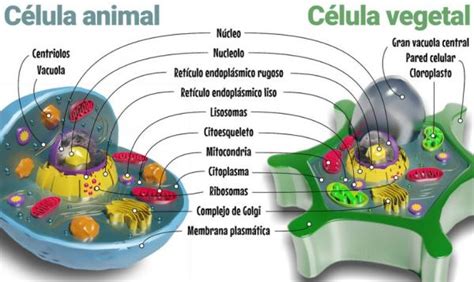 El Mundo De La Célula Célula Animal Y Célula Vegetal