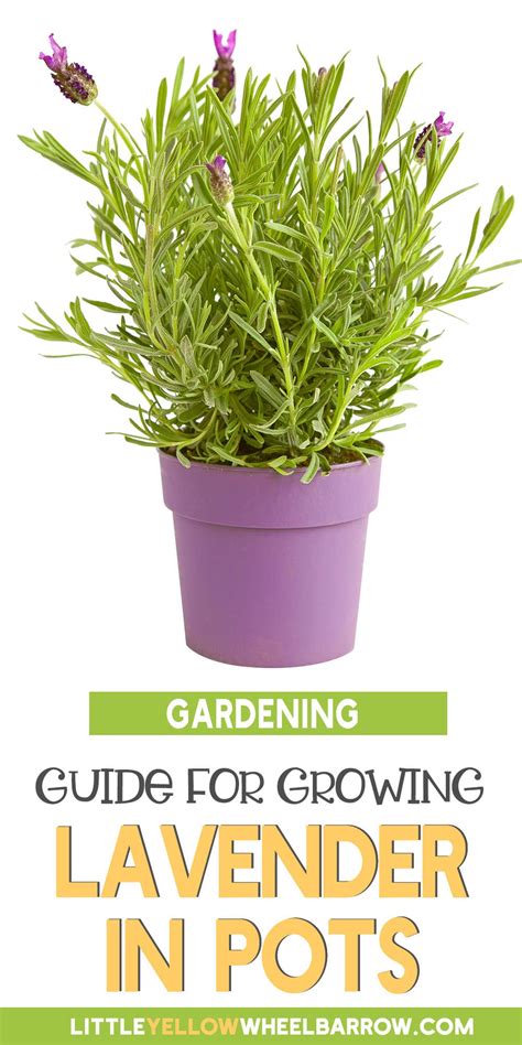 Growing Lavender In Pots Year Round The Tips You Need
