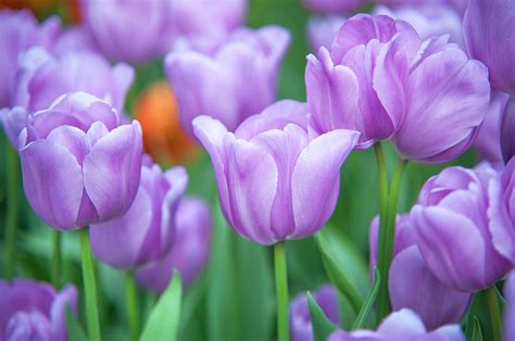 Lavender Purple Tulips Tulips Flower