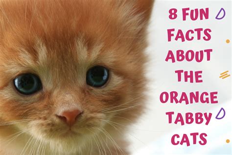 8 fun facts about the orange tabby cat catman