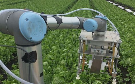 Lettuce Picking Robot Could Address Farm Labor Shortage Collaborative