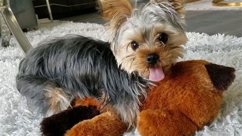 Trying To Distract A Yorkie Puppy From Humping A Stuffed