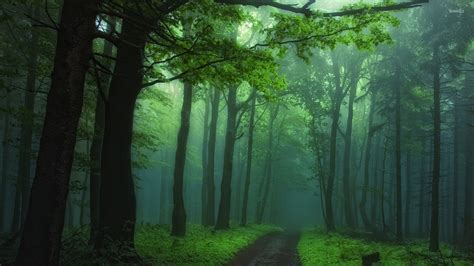 Green Foggy Forest Wallpaper Nature Wallpapers 46318