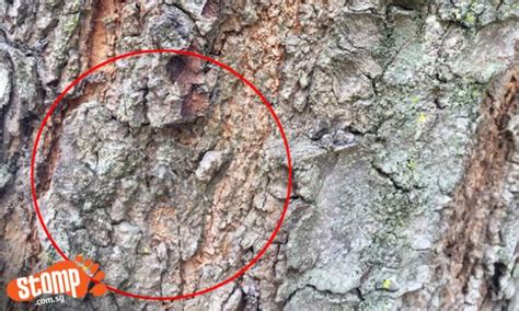 Can You Spot The Creature Camouflaged On Tree Bark At Buangkok
