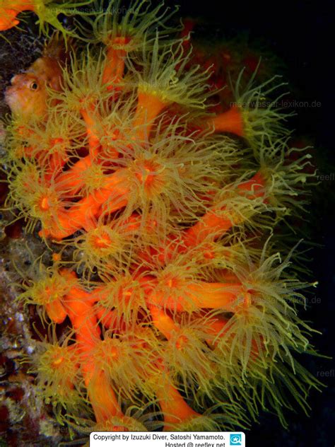 Dendrophyllia Ijimai Orange Cup Coral Orange Schale Coral
