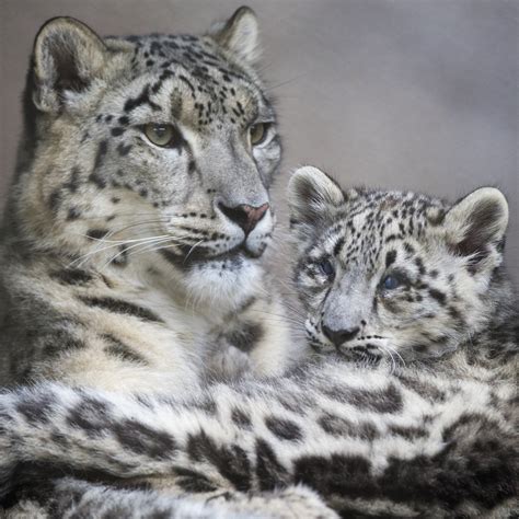 Donations Giving Tuesday Snow Leopard Conservancy