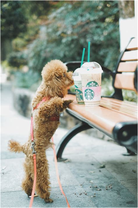 Starbucks 2019 christmas mug cup 12 oz hot coffee red white green stripes pine. 10 Flattering Starbucks Pup Cup Images Sure To Melt Your Heart