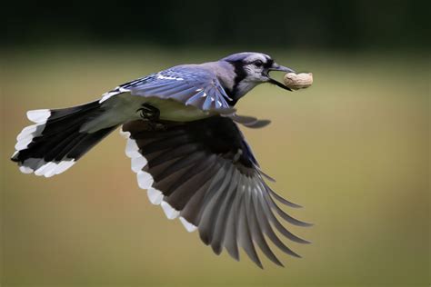 Blue Jay In Flight Br