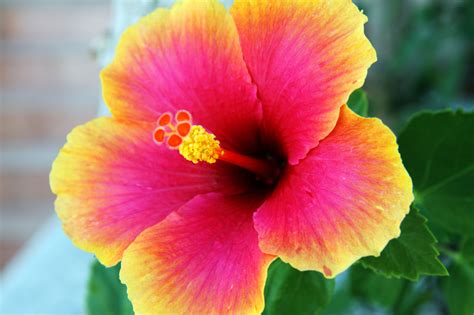 Hibiscus Flower Free Stock Photo Public Domain Pictures