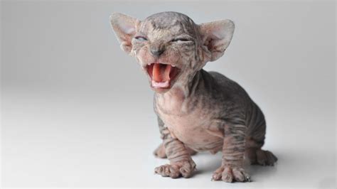 See more ideas about cats, hairless cat, sphynx cat. Sphynx - Price, Personality, Lifespan