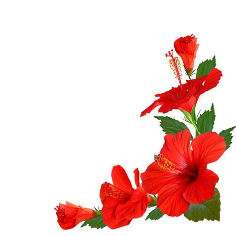 Hibiscus Flower Border Stock Photos Pictures And Royalty Free Images