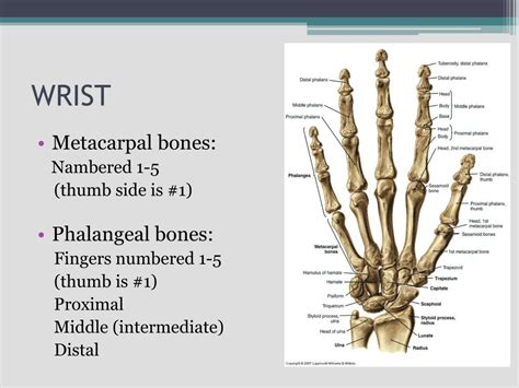 Ppt Hand And Wrist Joint Powerpoint Presentation Free Download Id