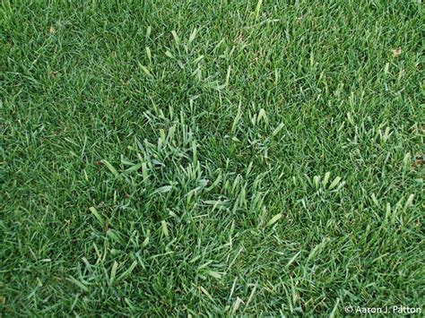 Purdue Turf Tips Weed Of The Month For June 2015 Is Quackgrass