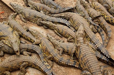 Hunt Is On For Wild Young Crocodiles That Escaped Into South African