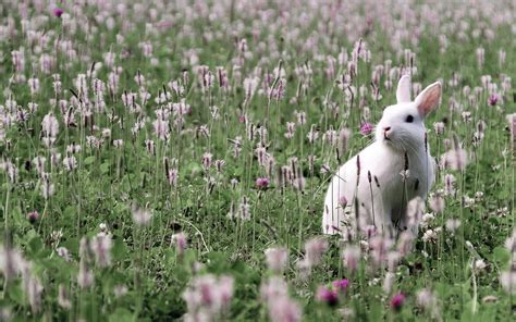 White Rabbit On Garden With Green Grass Covered With Flowers Hd